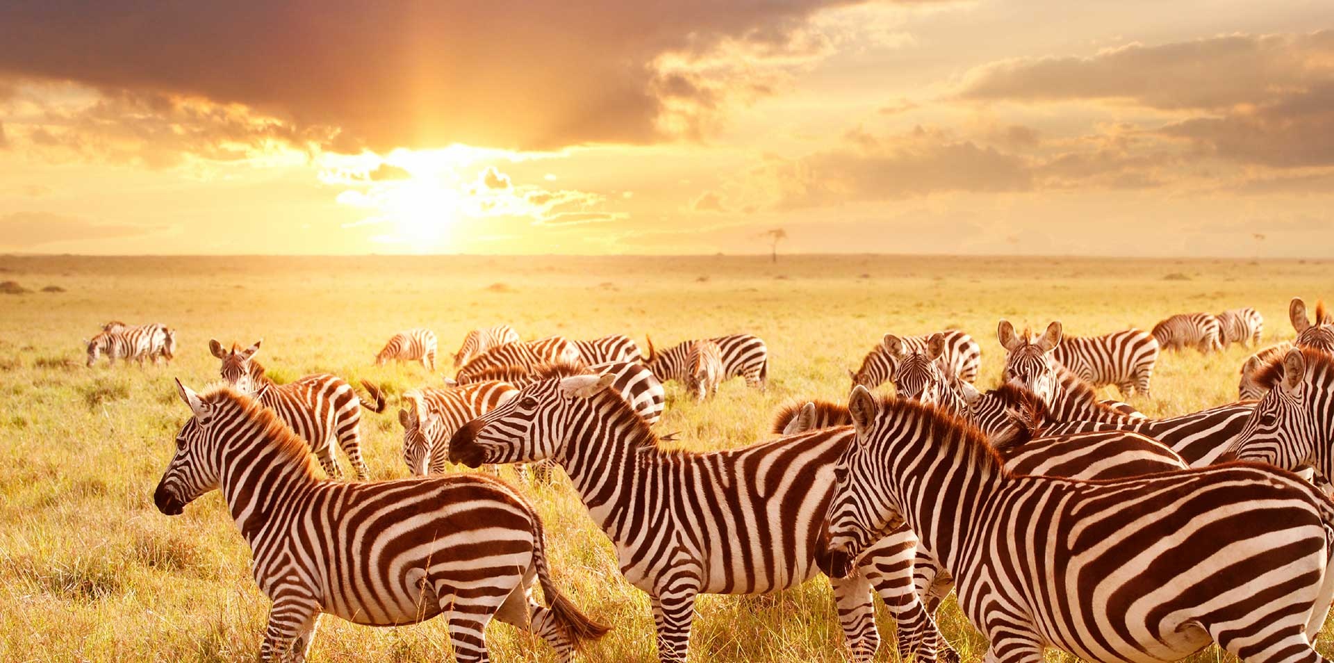 Zebras in Africa